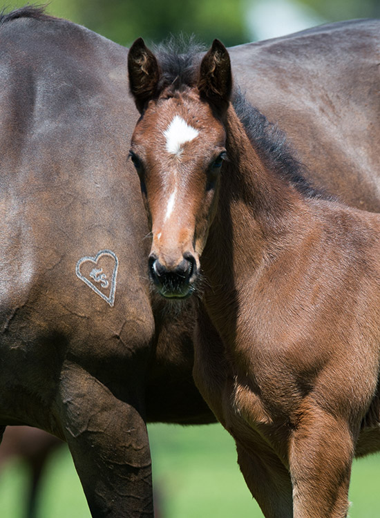 history of torryburn stud